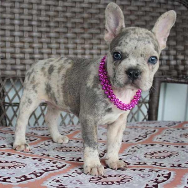 Gorgeous multi-colored Frenchie Puppy from Clearlake Oaks, California. Blue Diamond Family Pups.